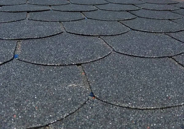 Number One Hódfarkú zsindely